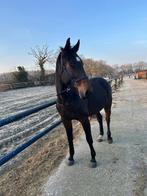 Lieve 6- jarige dressuurmerrie, Merrie, Met stamboom, M, Dressuurpaard