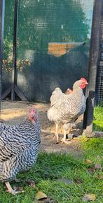 Noord-Hollands blauw haan, Dieren en Toebehoren, Pluimvee, Mannelijk, Kip
