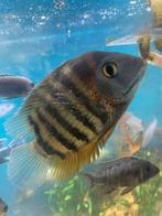 Heros cichliden 5 stuks, Dieren en Toebehoren, Vissen | Aquariumvissen, Vis
