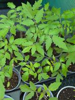 Tomaten planten diverse soorten, Volle zon, Groenteplanten, Eenjarig, Ophalen of Verzenden