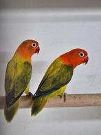Agapornis Fischeri, Dieren en Toebehoren, Vogels | Parkieten en Papegaaien, Mannelijk, Dwergpapegaai of Agapornis, Geringd