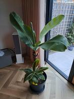 Bananenplant musa dwarf, Ophalen, Halfschaduw, Minder dan 100 cm