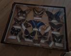 Antieke vlindercollectie in houten lijst, Antiek en Kunst, Ophalen