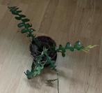 HANGCACTUS, Huis en Inrichting, Ophalen, Halfschaduw, Minder dan 100 cm, Bloeiende kamerplant