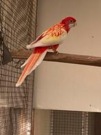 Rubino Rosella pop, Dieren en Toebehoren, Vogels | Parkieten en Papegaaien, Vrouwelijk, Parkiet, Geringd