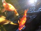 Koi Karpers, Dieren en Toebehoren, Vissen | Vijvervissen, Karper of Koi