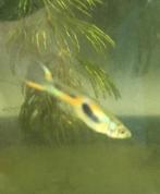Endler guppen te koop, Dieren en Toebehoren, Vissen | Aquariumvissen, Vis, Zoetwatervis, Schoolvis