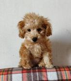 Poedel /toypoedel teefje, Dieren en Toebehoren, Honden | Chihuahua's en Gezelschapshonden, Poedel, Rabiës (hondsdolheid), 15 weken tot 1 jaar