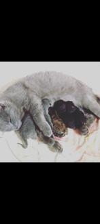 britse korthaar kruising kittens te koop 0616013265, Dieren en Toebehoren, Katten en Kittens | Raskatten | Korthaar, Meerdere dieren