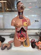 Groot anatomisch beeld buste leermiddel, Ophalen, Zo goed als nieuw