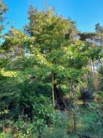 Gingko Biloba Japanse Notenboom Mannelijk, Ophalen, Volle zon, Overige soorten