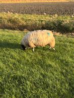 Drachtige bonte ooi schaap., Dieren en Toebehoren, Vrouwelijk, Schaap