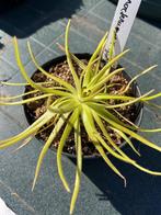 2 pinguicula moctezumae x gypsicola vlees etende plant, Huis en Inrichting, Kamerplanten, Ophalen, Overige soorten, Minder dan 100 cm