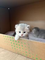 Ontmoet onze 4 weken oude Britse Korthaar kittens, Dieren en Toebehoren, Katten en Kittens | Raskatten | Korthaar, Meerdere dieren