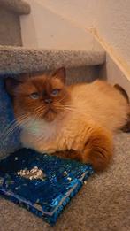 Eindhoven, Dieren en Toebehoren, Katten en Kittens | Overige Katten, Poes, Langharig, 0 tot 2 jaar