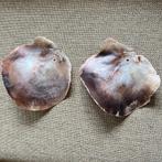 Parelmoer schelpen, Verzamelen, Mineralen en Fossielen, Ophalen of Verzenden, Schelp(en)