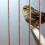 10 LEUKE GLOSTERS/3 MET KUIF,GROEN EN BONT, Meerdere dieren, Postuurkanarie