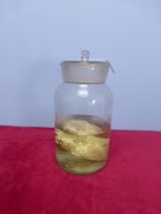 Varkenshart op sterk water in antieke apothekerspot., Ophalen