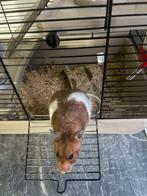 Goud hamster, Dieren en Toebehoren, Knaagdieren, Hamster, Februari, Vrouwelijk, Tam