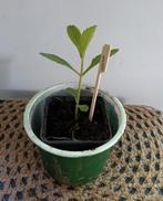 Verbana /Ijzerhard 🌿Ruil mij!!🌿, Ophalen, Zomer, Volle zon