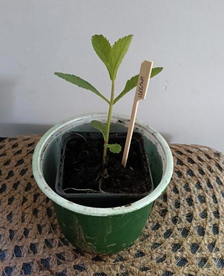 Verbana /Ijzerhard 🌿Ruil mij!!🌿, Tuin en Terras, Planten | Tuinplanten, Volle zon, Zomer, Ophalen