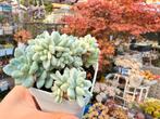 Sedum clavatum variegated/pot 7cm/vetplant/succulent, Ophalen of Verzenden, Overige soorten, Minder dan 100 cm