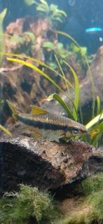 Siamese Algeneter, Dieren en Toebehoren, Vis