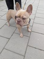 Franse Bulldog ISABELLA GOLD TEEF, Dieren en Toebehoren, Honden | Bulldogs, Pinschers en Molossers, Rabiës (hondsdolheid), 1 tot 2 jaar