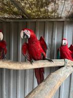 Jonge groenvleugel aras te koop, Dieren en Toebehoren, Meerdere dieren, Papegaai, Geringd