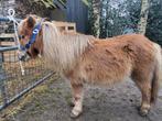 1 mooie shetlander merrie, Dieren en Toebehoren, Merrie