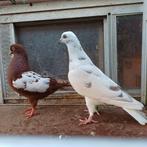 Koppel sierduiven., Meerdere dieren, Overige soorten