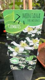 Witte clematis 100-150 cm nu 2 voor €10, Ophalen, Zomer, Overige soorten, Volle zon
