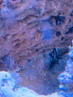 Koppel Pterapogon Kauderni kardinaalbaarzen, Vis, Zoutwatervis