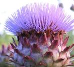 Zaad kardoen. Distel artisjokachtige., Ophalen of Verzenden, Zaad