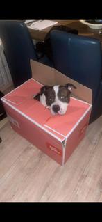 Deze trouwe 4 voeter zoekt met spoed een gezin!, Reu, American Staffordshire Terriër, Eén hond, 3 tot 5 jaar