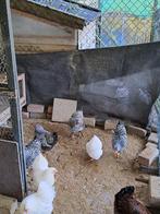 wyandotte kriel, Dieren en Toebehoren, Pluimvee, Vrouwelijk, Kip