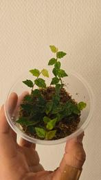 Ficus quercifolia, Ophalen of Verzenden, Ficus, Minder dan 100 cm