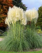 Gratis Pampas pluimen gezocht (Apeldoorn), Tuin en Terras, Ophalen, Volle zon, Vaste plant, Siergrassen