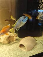 Pseudotropheus sp. "Acei Malawi cichlide, Ophalen of Verzenden