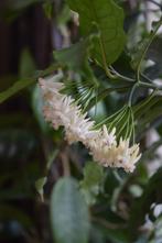 Hoya lockii geworteld stekje., Overige soorten, Minder dan 100 cm, Bloeiende kamerplant, Halfschaduw