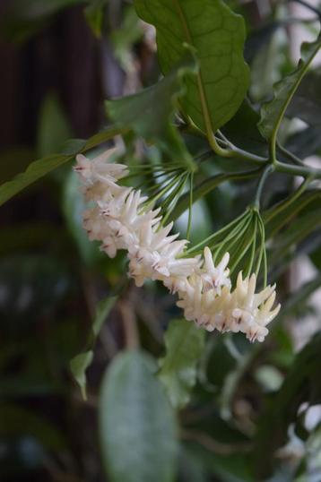 Hoya lockii geworteld stekje. beschikbaar voor biedingen