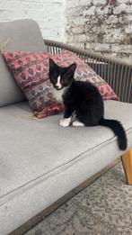 9 lieve kittens, Dieren en Toebehoren, Katten en Kittens | Overige Katten, Meerdere dieren