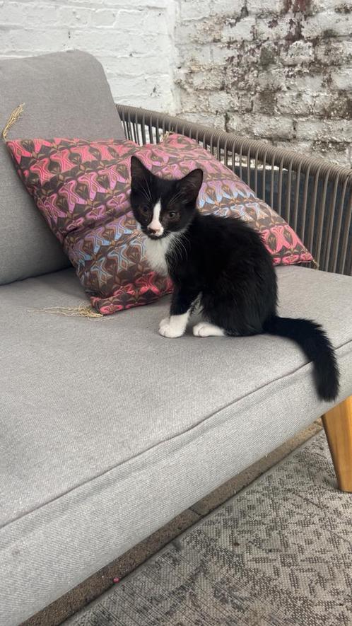 9 lieve kittens, Dieren en Toebehoren, Katten en Kittens | Overige Katten, Meerdere dieren