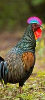 Gratis dieren opvang