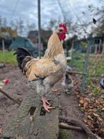 Brahma haan - super lief - tam!, Dieren en Toebehoren, Pluimvee, Mannelijk, Kip
