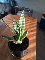 Vrouwentong, Ophalen, Halfschaduw, Minder dan 100 cm