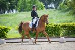 Super gave E pony, Dieren en Toebehoren, Pony's, Merrie, M, E pony (1.48m - 1.57m), Dressuurpony