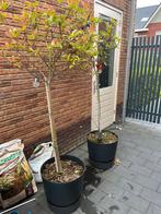 Red Robin boompjes Elho pot, Tuin en Terras, Planten | Bomen, Halfschaduw, 100 tot 250 cm, Zomer, Ophalen