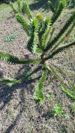 Araucaria araucana, Tuin en Terras, Planten | Bomen, Ophalen, Volle zon, Overige soorten