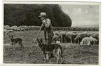 HILVARENBEEK HERDER MET ZIJN HONDEN EN SCHAPEN  716, 1940 tot 1960, Gelopen, Verzenden, Hond of Kat